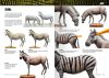 AK Interactive AK518 AK Learning 14 PAINTING ANIMAL FIGURES (English) - kiadvány makettezéshez