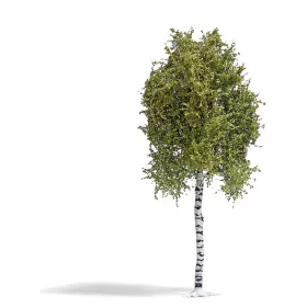   Busch 3781 Nyírfa, 170 mm, tavaszi - Natur Pur Exklusiv (H0)