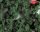 Faller 171556 Bolyhos növényzet, középzöld színek, durva szemcsenagyság, 290 ml (H0,TT,N