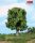 Heki 1945 Virágzó tölgyfa, 18 cm (H0,TT)