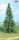 Heki 2330 Fenyőfa, 23 cm magas (0,H0)