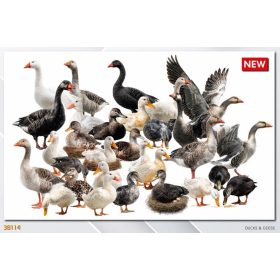 MiniArt 38114 Ducks & Geese (1/35) Civil figura makett