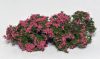 Model Scene 701-93S Flowering shrubs - Pink - Virágzó bokor, cserje - rózsaszín (N,Z)