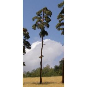   Model Scene BR200 Pine-tree 180-220mm (2x) - Magasnövésű fenyőfa (2 db)