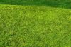 Model Scene F021 Meadow - High-grown, Spring - Fűlap, magasnövésű tavaszi fű - 18 x 28 cm