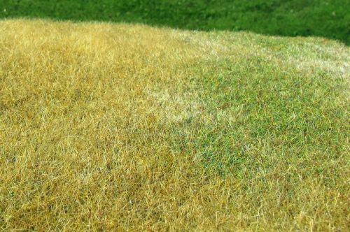 Model Scene F023 Meadow - High-grown, Late Summer - Fűlap, magasnövésű késő nyári fű - 18 x 28 cm