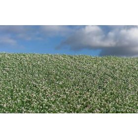   Model Scene F460 Blooming poppy field - Virágzó mákföld 18 x 28 cm