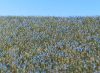 Model Scene F470 Blooming Flax field - Virágzó lenföld 18 x 28 cm