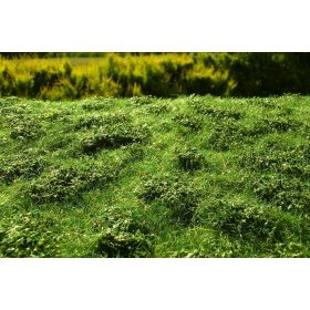   Model Scene F502 Low bushes - Early Summer - Kora nyári alacsony bokros fűlap, 18 x 28 cm