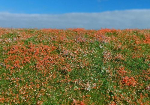 Model Scene F565 Blooming meadow - Poppies - Virágzó mező, pipacsok