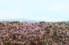 Model Scene F630-S Heathland - MULTIPACK - Erdei talaj, gyümölcsbokros terület