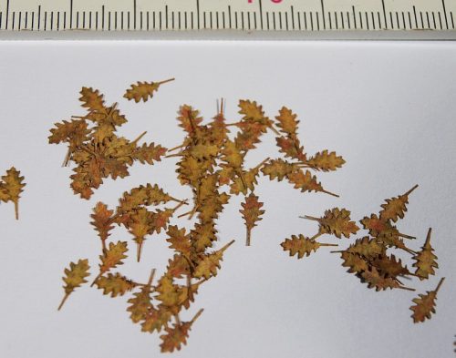 Model Scene L3-206 Northern Red Oak - dry leaves 1:35 - Vörös tölgyfalevél, száraz levelek 1/32, 1/35