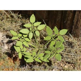   Model Scene VG3-004 Low weed 1:32 / 1:35 - Alacsony gyomnövény