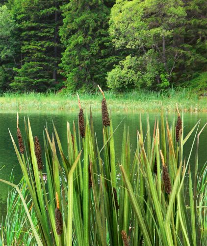 Model Scene VG3-008 Bulrushes 1:32 / 1:35 - Gyékény, buzogánysás