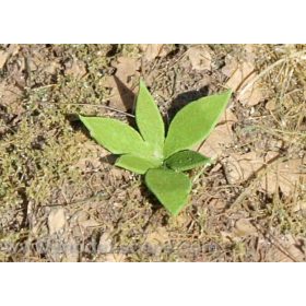   Model Scene VG3-009 Low weed - type II. 1:32 / 1:35 - Alacsony gyomnövény, gaz - II. típus