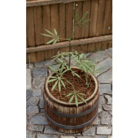   Model Scene VG3-016 Cannabis 1:32 / 1:35 - Kannabisz növény