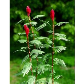   Model Scene VG3-018 Sumac 1:32 / 1:35 - Virágzó szömörce 