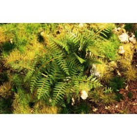 Model Scene VG3-030 Bracken Fern 1:32 / 1:35 - Saspáfrány