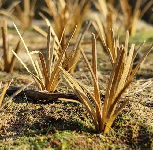 Model Scene VG3-042 Grass tufts dry 1:32 / 1:35 - Kiszáradt fűcsomó