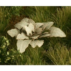 Model Scene VG4-002 Burdock 1:48 / 1:56 - Bojtorján