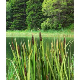   Model Scene VG7-008 Bulrushes 1:72 / 1:87 - Gyékény, buzogánysás