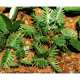   Model Scene VG7-031 Jungle set 1 1:72 / 1:87 - Dzsungel aljnövényzet