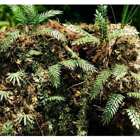   Model Scene VG7-032 Jungle set 2 1:72 / 1:87 - Dzsungel aljnövényzet