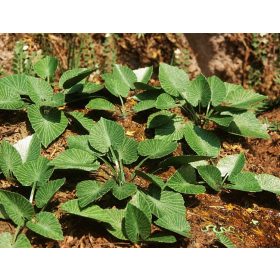   Model Scene VG7-033 Jungle set 3 1:72 / 1:87 - Dzsungel aljnövényzet