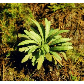   Model Scene VG7-035 Asian Fern 1:45 - 1:72 - Ázsiai páfrány