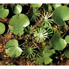   Model Scene VG7-038 Low palm (Luciala) 1:72 /1:87 - Alacsony pálma