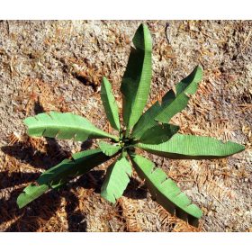   Model Scene VG7-039 Banana leaves 1:72 / 1:87 - Banánlevelek