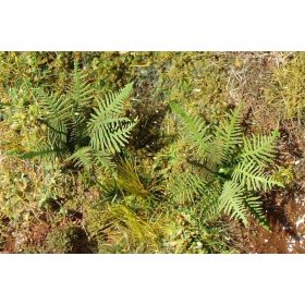 Model Scene VGN-001 Fern 1:144 / 1:160 - Páfrány