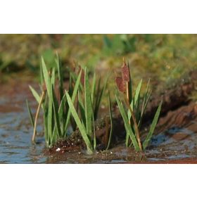   Model Scene VGN-008 Reedmace 1:144 / 1:160 - Közönséges sás