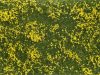 Noch 07255 Téphető talajtakaró - virágos mező - sárga, 12 x 18 cm