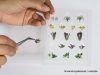Noch 14050 Laser-Cut mini: Virágoskert, 17 db növény (H0)