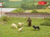 Noch 17901 Bárányok juhásszal és kutyával (0)
