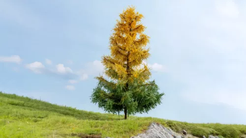 Noch 20168 Őszi lucfenyő, 19 cm (H0,TT)