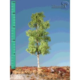   Silhouette 215-21 Rezgőnyárfa (1 db) - 15-20 cm, Tavasz (H0)