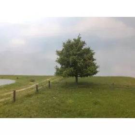   Silhouette 242-63 Hársfa (1 db), kora ősz / Profiline - TT, N, Z (8cm)