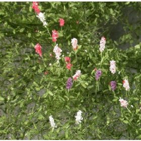   Silhouette 999-22 SX Csillagfürtök - 10 db, Nyár (H0) kb. 4x4 cm