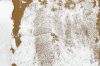 Tamiya Diorama Texture Paint (Snow Effect, White) 100ml (300087119) - Textúra festék