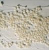Vallejo 26217 Stone Texture - Desert Sand 200 ml, homokszínű mikroszemcsés paszta diorámakészítéshez